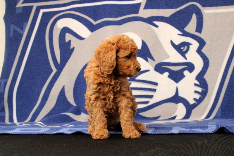 puppy, for, sale, Mini Goldendoodle F1B, Matthew B. Stoltzfus, dog, breeder, Gap, PA, dog-breeder, puppy-for-sale, forsale, nearby, find, puppyfind, locator, puppylocator, aca